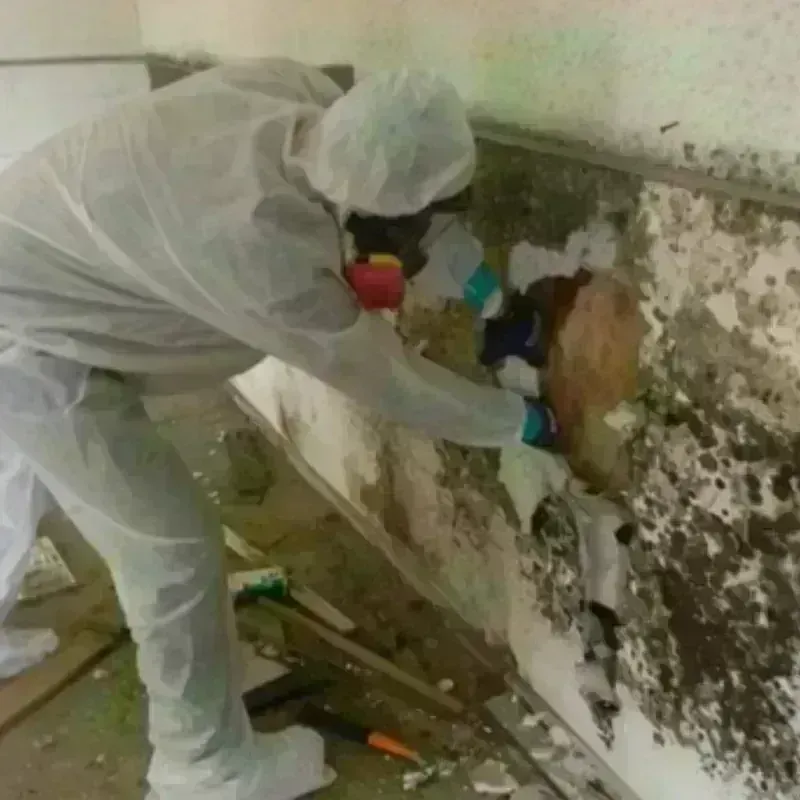 Mold Remediation and Removal in Myrtle Beach, SC